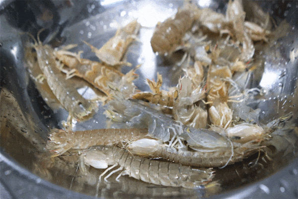 1728701769551980.gif 皮皮蝦1.gif